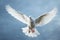 Homing pigeon in flight, its white feathers soaring through air