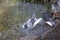 Homing Pigeon playing with water in the pond next to Rock Dove a