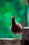 homing pigeon, racing pigeon or domestic messenger pigeon. closeup taking a break from its long flight