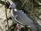 Homing pigeon, racing pigeon or domestic messenger pigeon Latin columba livia domestica closeup taking a break from its long fligh