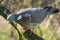 Homing pigeon, racing pigeon or domestic messenger pigeon Latin columba livia domestica closeup taking a break from its long fligh