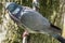 Homing pigeon, racing pigeon or domestic messenger pigeon Latin columba livia domestica closeup taking a break from its long fligh