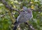 Homing pigeon, racing pigeon or domestic messenger pigeon Latin columba livia domestica closeup taking a break from its long fligh