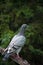 Homing Pigeon Roosting on a Rail Fence