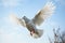 A homing pigeon with white plumage in serene mid air flight