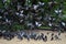 Homing pigeons eating and flying in a flock or group