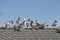 Homing pigeons sitting on the roof of a house