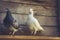 Homing pigeons in wooden loft