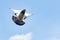 Homing speed racing pigeon landing to ground
