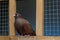 HomingPigeon in the dovecote. Breeding thoroughbred pigeons