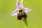 Hommelorchis, Late spider orchid, Ophrys fuciflora