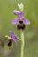 Hommelorchis, Late spider orchid, Ophrys fuciflora