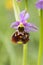 Hommelorchis, Late spider orchid, Ophrys fuciflora