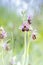 Hommelorchis, Late spider orchid, Ophrys fuciflora