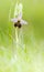 Hommelorchis, Late spider orchid, Ophrys fuciflora