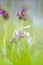 Hommelorchis, Late spider orchid, Ophrys fuciflora