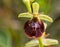 Hommelorchis x Vliegenorchis, Ophrys x devenensis, Late spider