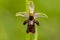 Hommelorchis x Vliegenorchis, Ophrys x devenensis, Late spider