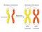 Homologous Chromosomes and Chromatids