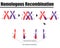 Homologous DNA recombination in gamete formation.