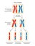 Homologous a pair of chromosomes. Chromosomes in different gametes after meiosis