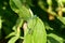 Homoptera dragonflies mate while sitting on the plant.