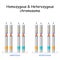 Homozygous Heterozygous chromosome