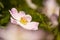 Hondsroos, Dog-rose, Rosa canina s.l.