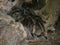 Honduran curly hair tarantula looking out at the world