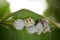 Honduran white bat Ectophylla alba