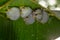 Honduran white bat Ectophylla alba