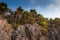 Honduras Roatan ,Cliff with palm trees