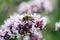 Hone Bee on Oregano Flowers