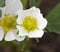 Honeoye Strawberry Blossom Fragaria Ananassa