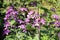 Honesty, lunaria annua, in bloom, sunny April day