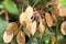 Honesty lunaria seed pods