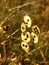 Honesty seedheads backlit in autumn sun