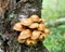 Honey agaric (Kuehneromyces mutabilis)