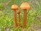 Honey agaric meadow (Marasmius oreades)