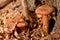 Honey agaric mushroom