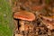 Honey agaric mushroom