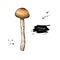 Honey agaric mushroom hand drawn vector illustration. Sketch food drawing