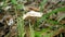 Honey agaric among needles slow motion video