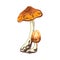 Honey agarics, mushroom, vector object, food, menu