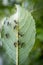 Honey Ants Aphids