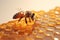 honey apiarist pollen insect macro bee background closeup gold nature yellow. Generative AI.