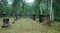 Honey apiary in the Shulgan-Tash nature reserve.