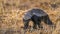 Honey badger in Kruger National park, South Africa