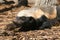honey badger, Mellivora capensis, is a rare beast in Africa
