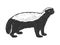 Honey badger ratel sketch vector illustration